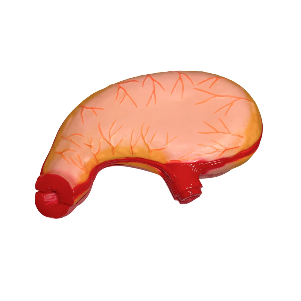 Модель <Желудок человека в разрезе>