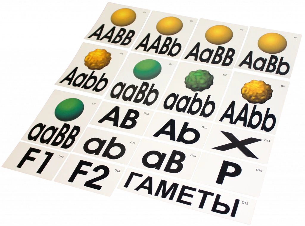 Модель-аппликация <Дигибридное скрещивание>