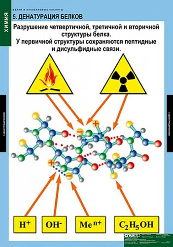 Комплект таблиц <Белки и нуклеиновые кислоты>